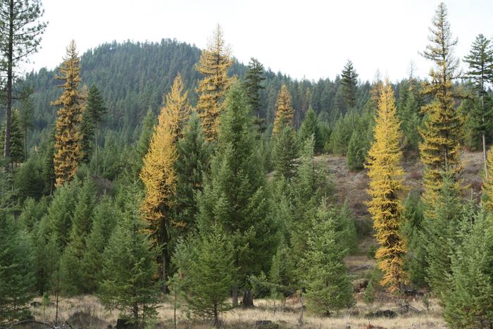 changing fall colors of the Western Larch (Larix occidentalis)