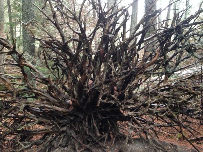 Exposed tree roots on the Trail of the Cedars - Glacier National Park