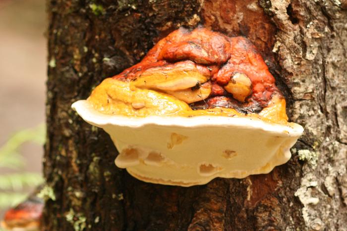 Hemlock Varnish Shelf (Ganoderma tsugae)