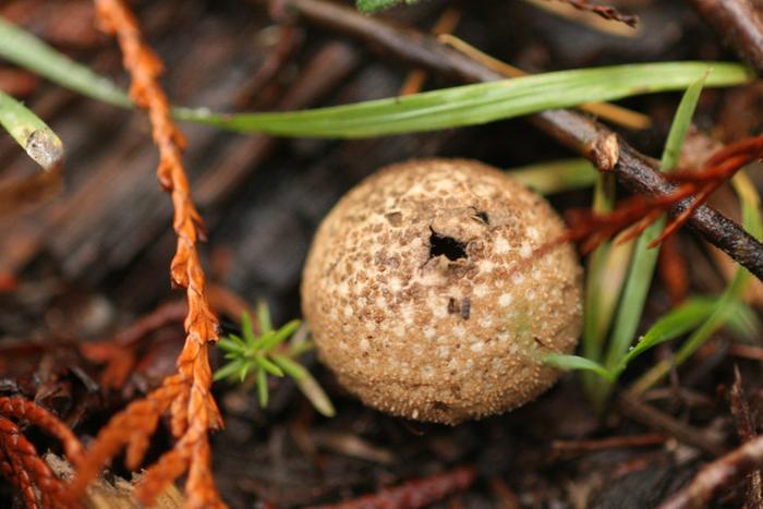 Gem-studded Puffball (Lycoperdon perlatuma)