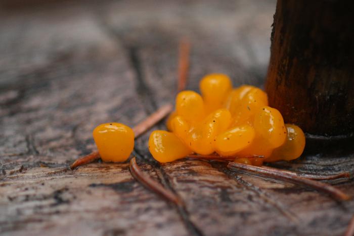 Orange Jelly Fungus (Dacrymyces chrysospermus)