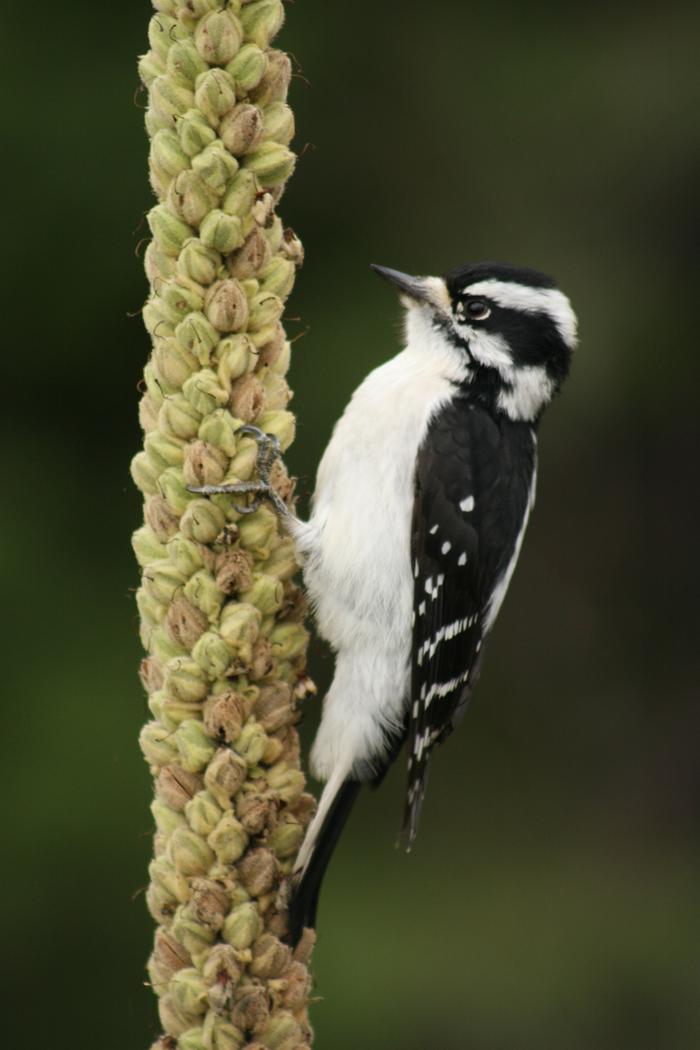 Downy Woodpecker (Picoides pubescens)