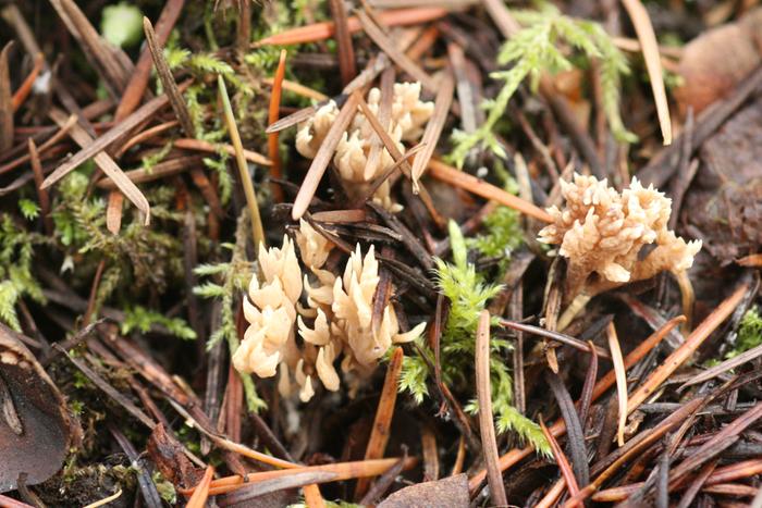 Coral fungus in Clavulina genus