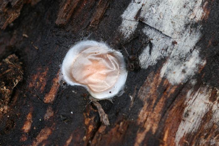 spider egg sac