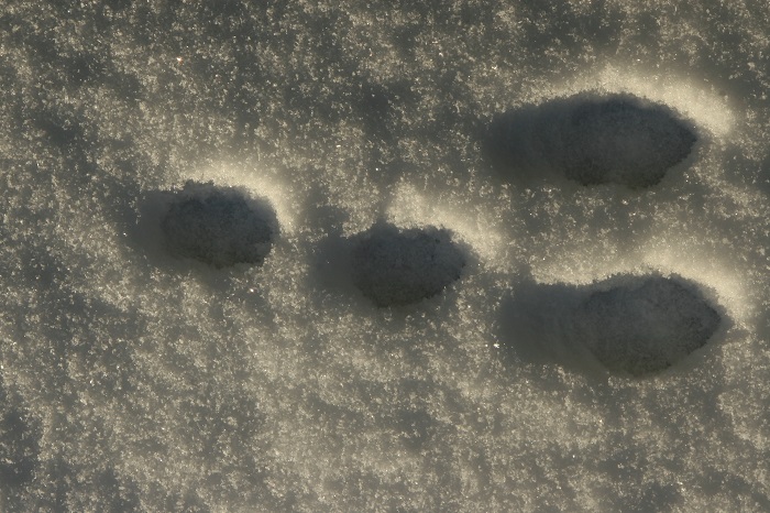 [Thumbnail for rabbit_tracks_snow.jpg]