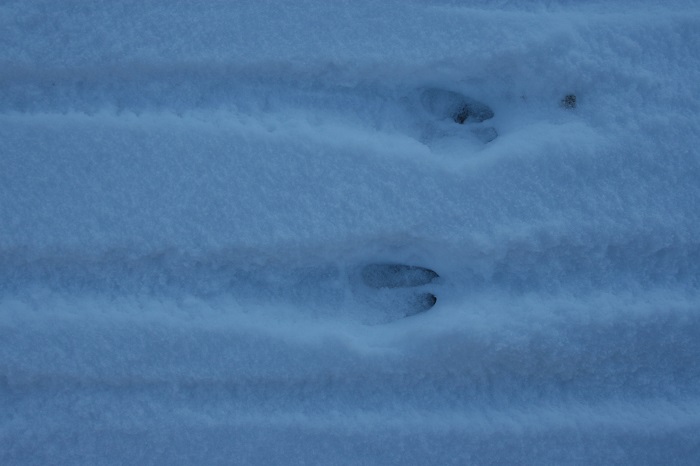 [Thumbnail for deer_tracks_snow.jpg]