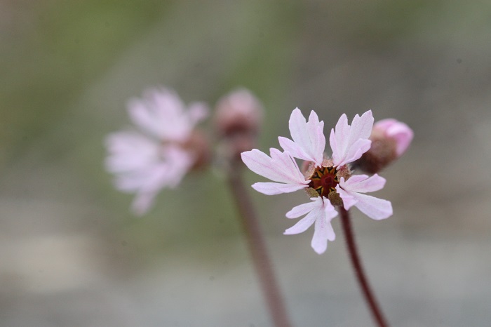 [Thumbnail for Slender-Woodland-Star-(Lithophragma-tenellum).jpg]