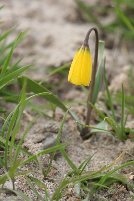 [Thumbnail for Yellowbell-(Fritillaria-pudica).jpg]