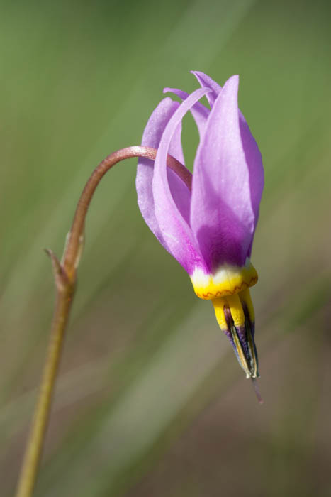 [Thumbnail for shooting-star-Dodecatheon-pulchellum.jpg]