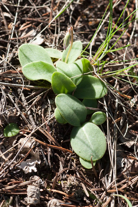 [Thumbnail for shooting-star-leaves-Dodecatheon-pulchellum.jpg]