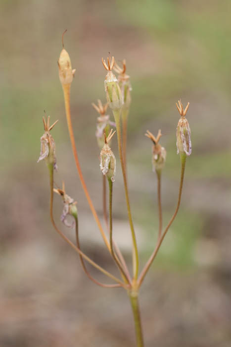 [Thumbnail for shooting-star-seed-pods-Dodecatheon-pulchellum.jpg]