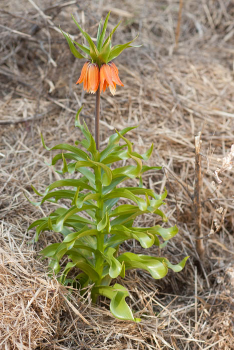 [Thumbnail for Imperial-Fritillary-Fritillaria-imperialis.jpg]