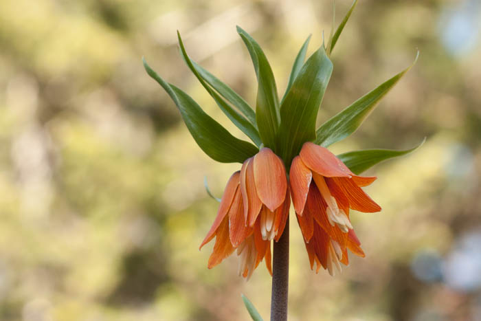 [Thumbnail for Imperial-Fritillary-crown-Fritillaria-imperialis.jpg]