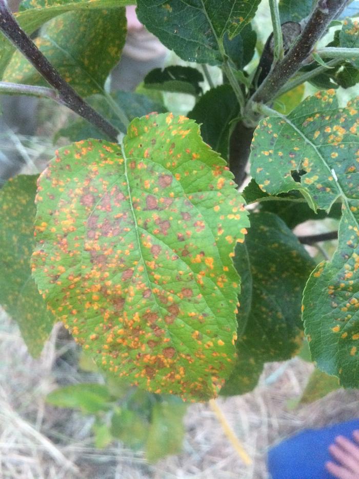 the orange spotted leaf of a candycrisp variety