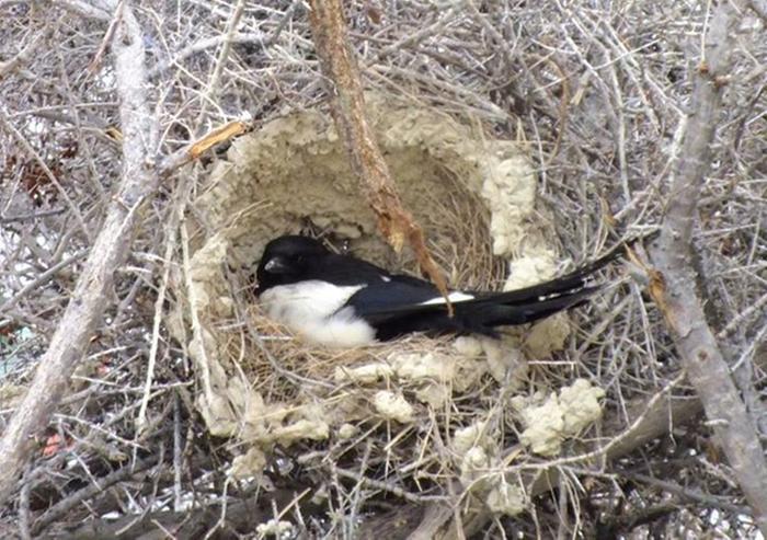 [Thumbnail for Magpie-in-cob-nest.jpg]