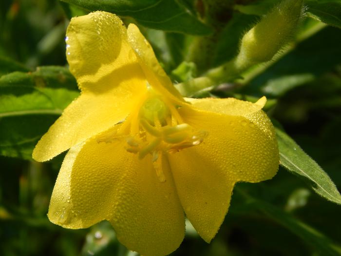 [Thumbnail for evening-primrose.JPG]