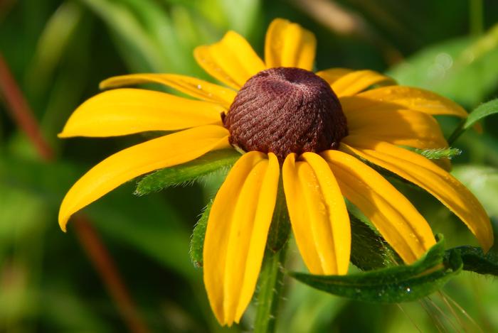 [Thumbnail for black-or-brown-eyed-susan.JPG]