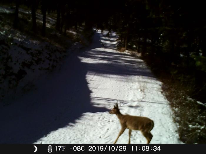 deer in the snow