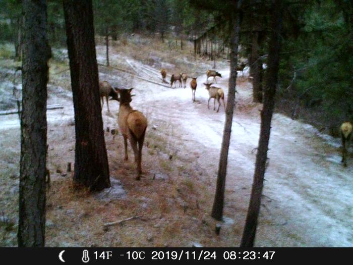 herd of elk