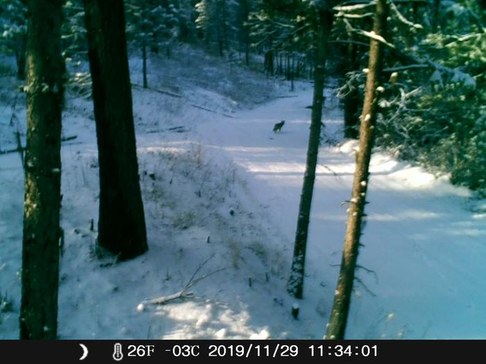 fox in the snow