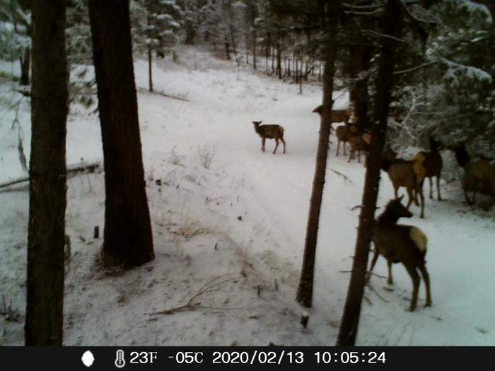 elk in snow