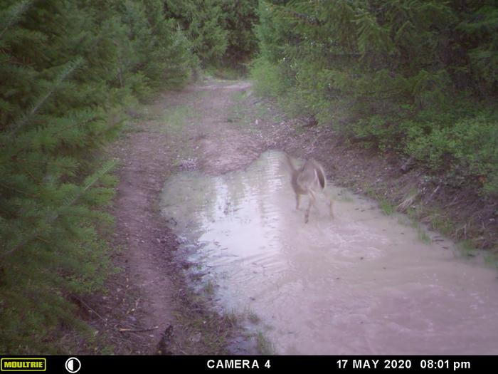 yearling running through pond