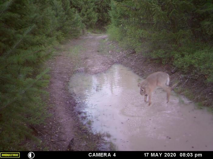 rabbit jumping through pond