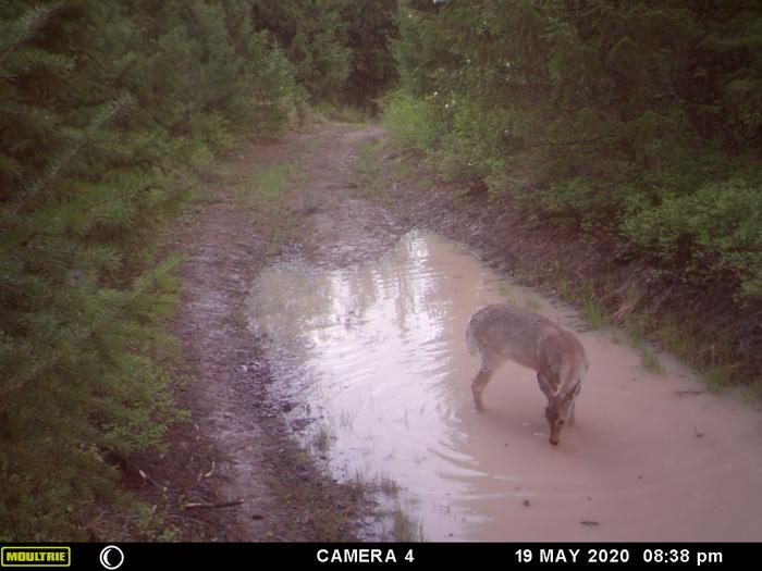 deer drinking in pond