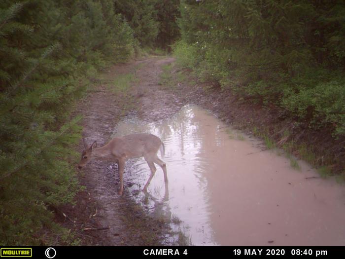 yearling walking out of pond