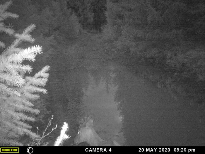 yearling by pond at night