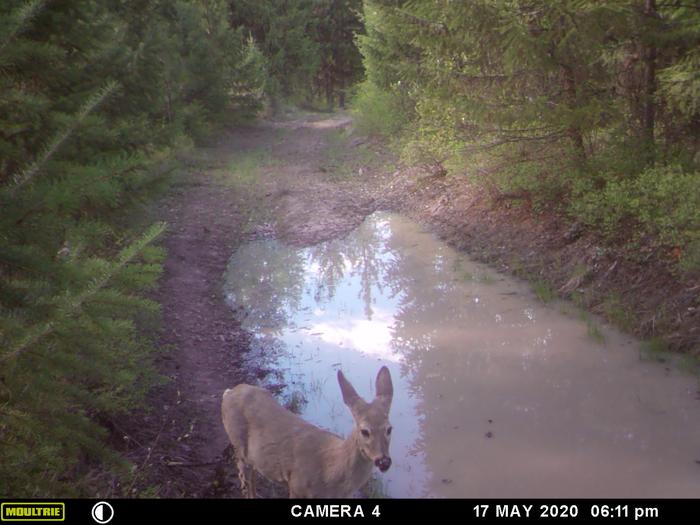 Deer Selfie