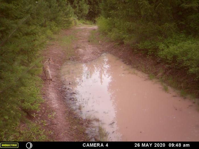 a more relaxed coyote