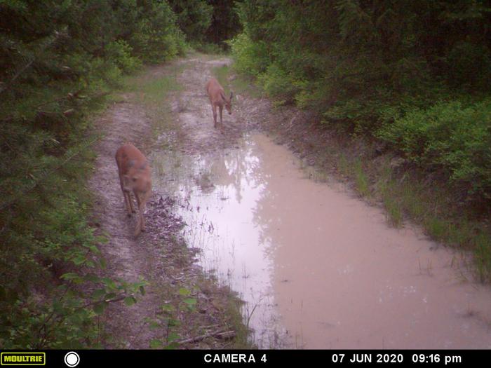 two walking thru