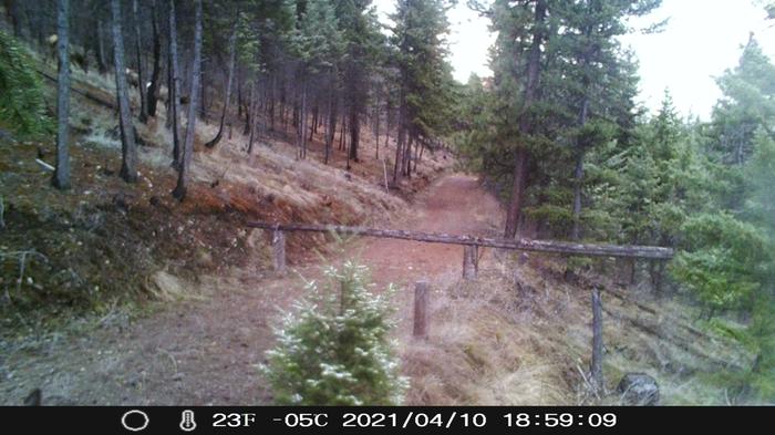 elk on the hillside beyond the gate