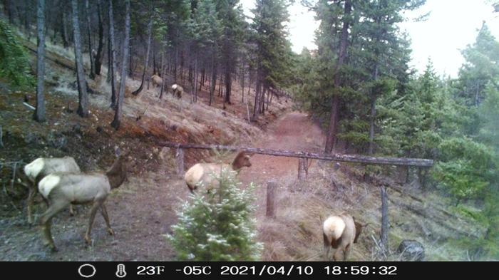 more elk heading towards gate