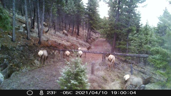 elk grazing by the gate