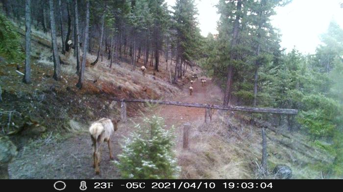 elk heading down the trail