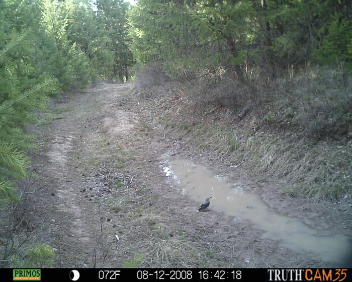 Canada Jay here for his morning bevo