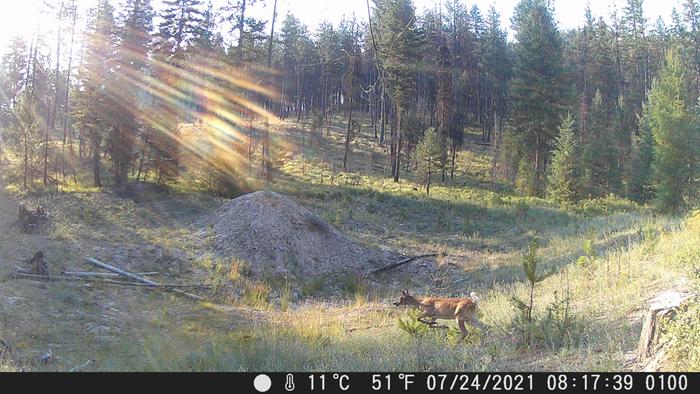 deer running through field