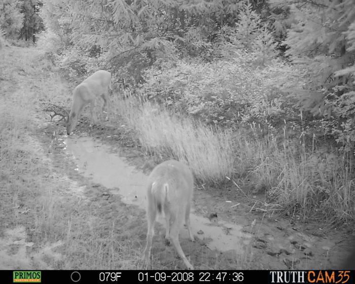 deer drinking 