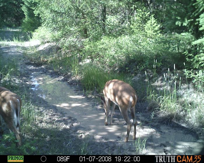 deer by and in the little pond