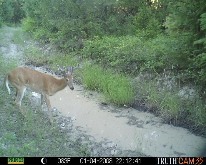 deer by the pond looking up