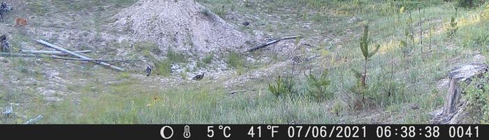 turkeys and fawn in the distance