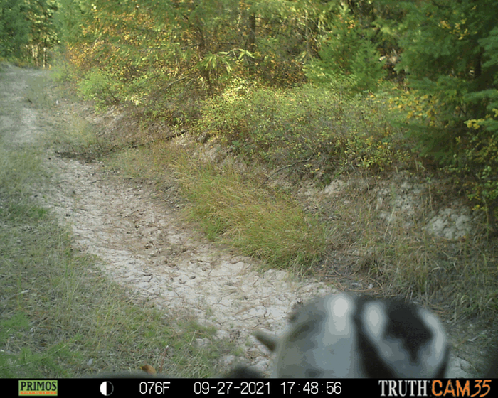 fuzzy image of a black and white animal