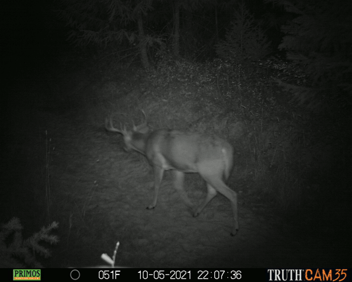 elk with antlers in the night