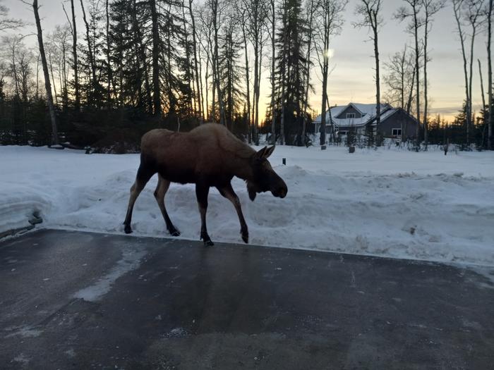 a moose wakling by