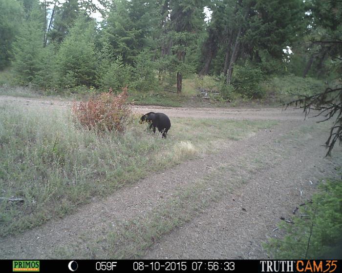 black bear!