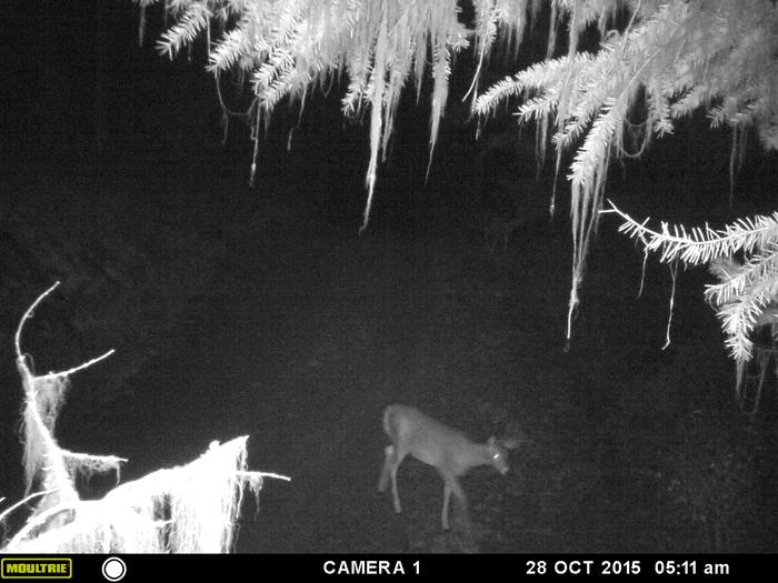 deer