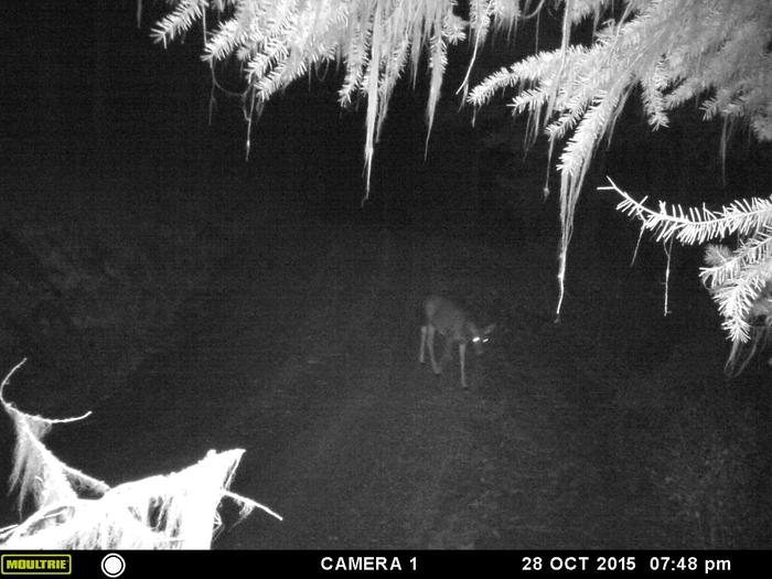 deer