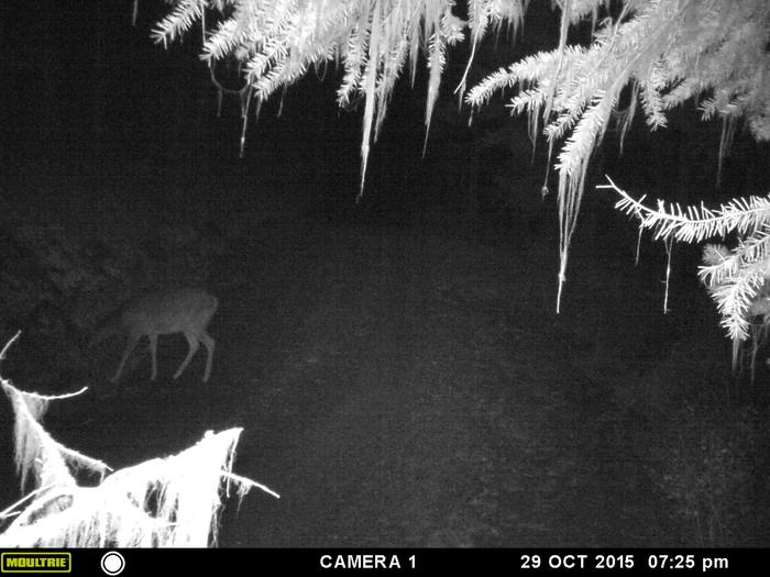 deer